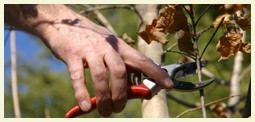 Philadelphia tree pruning services