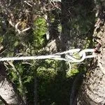 Tree cabling to support weak limbs and split trunks.