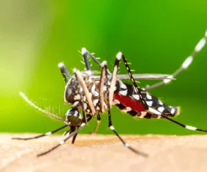 Mosquito poised to bite. Liberty Mosquito and Tick Control program protects family and pets from these pests.