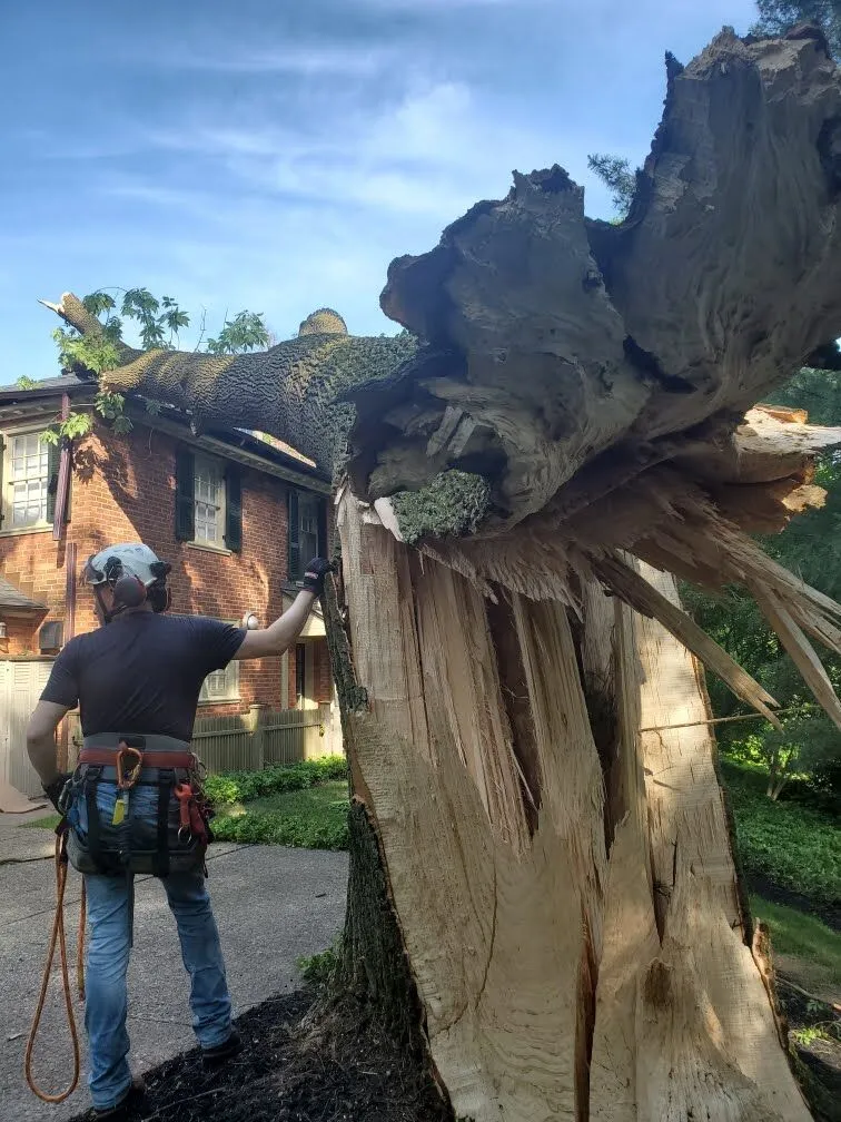 Emergency Tree Removal from Storm Damage