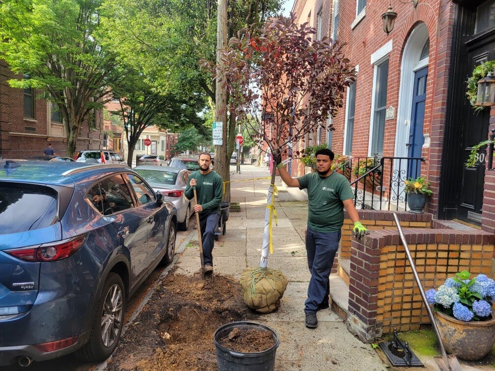 Tree Planting Crew prepares the planting bed for a new tree.