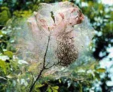 Fall Webworm