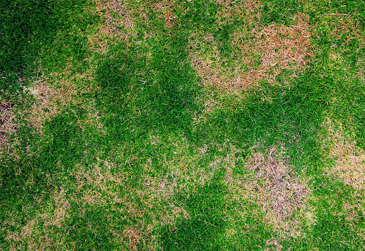 Lawn Grub Damage