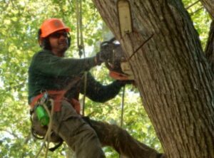 Tree Service by Liberty Tree Care Professional performing pruning.
