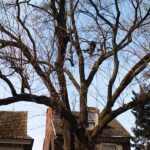 Philadelphia Tree Removal: Getting Started