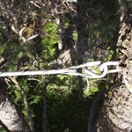 tree cabling