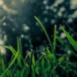 fertilizer