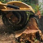 tree stump removal