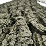 tree insect-management