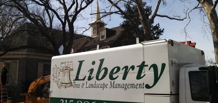 Choosing the Right Philadelphia Tree service company