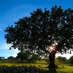 tree planting