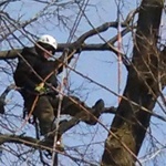 tree pruning