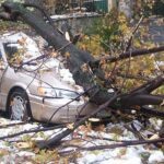 The Importance of Winter Tree Care