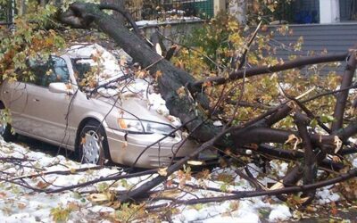 The Importance of Winter Tree Care