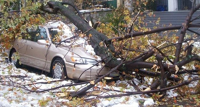 Philadelphia winter tree pruning