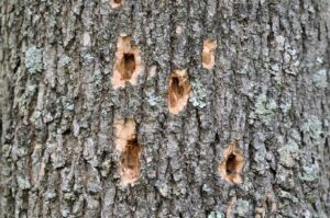 Exit holes from the emerald ash borer.