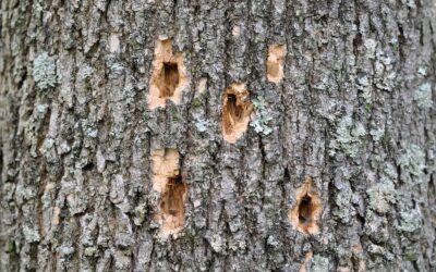 Emerald Ash Borer Control: What You Need to Know