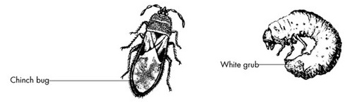 bugs