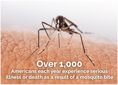 mosquito