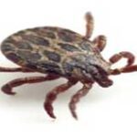 Philadelphia Tick Prevention Season