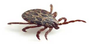 Philadelphia Tick Prevention Season