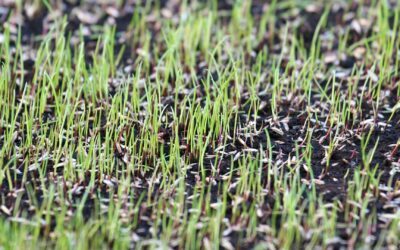 Grass Seed: Why, How & What Kind To Use