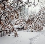 Liberty Tree & Landscape Management Removes Broken Trees after Snowfall