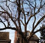 Schedule Your Spring Tree Trimming Service in Philadelphia