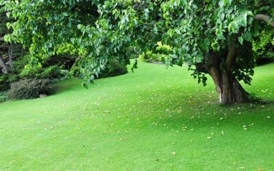 Tree Care Tips & Techniques