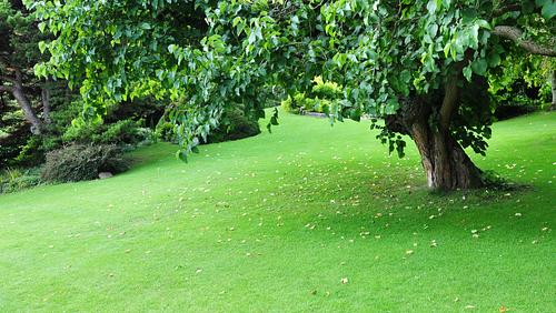 Tree Care Tips & Techniques