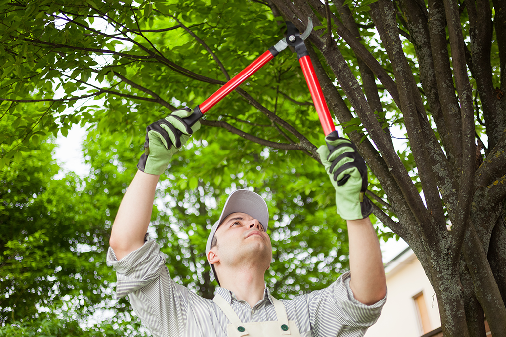 tree trimming service chestnut hill pa