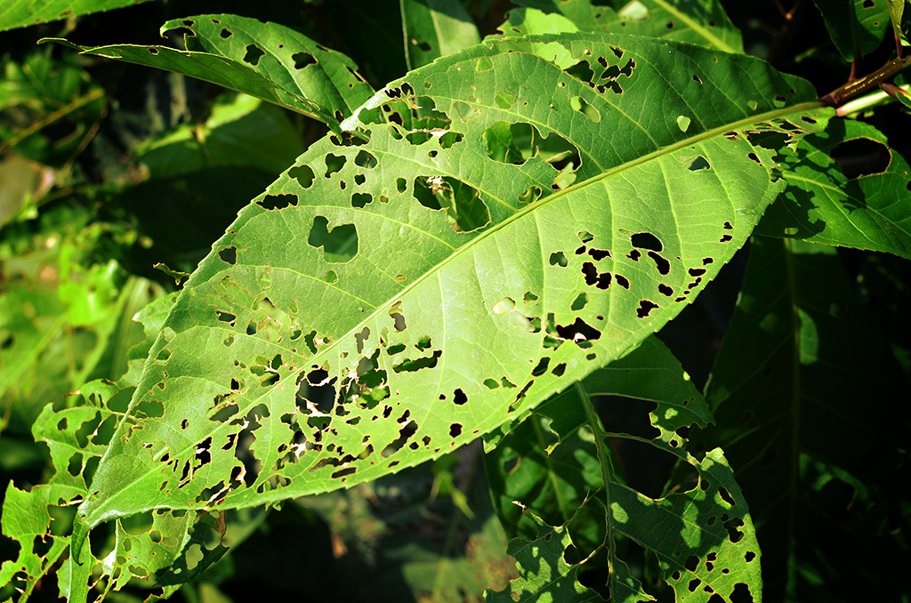 insect on leaves philadelphia pa