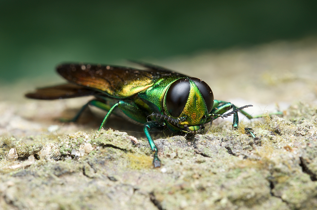 emerald ash borer treatment chestnut hill pa