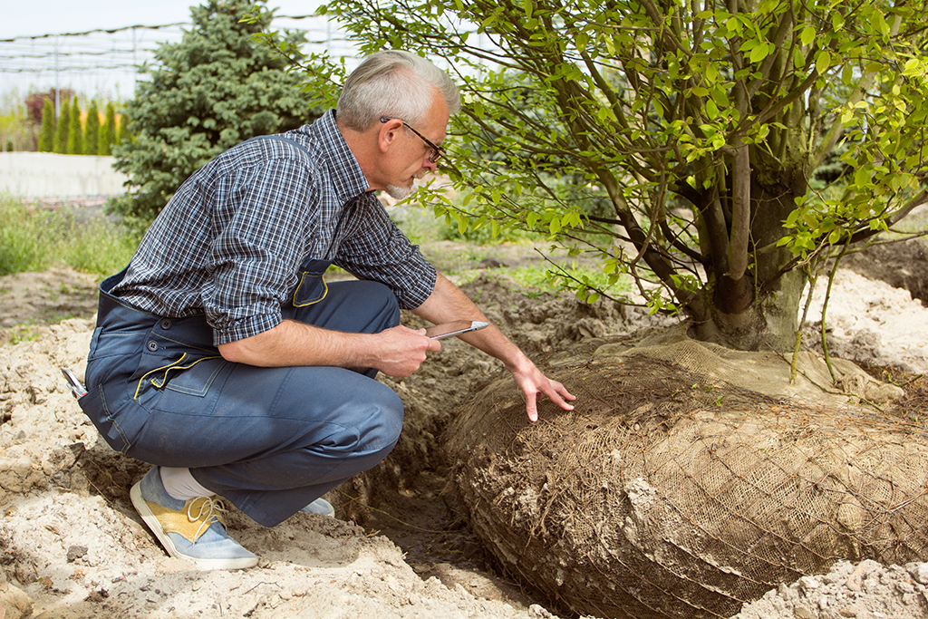 tree planting services philadelphia pa