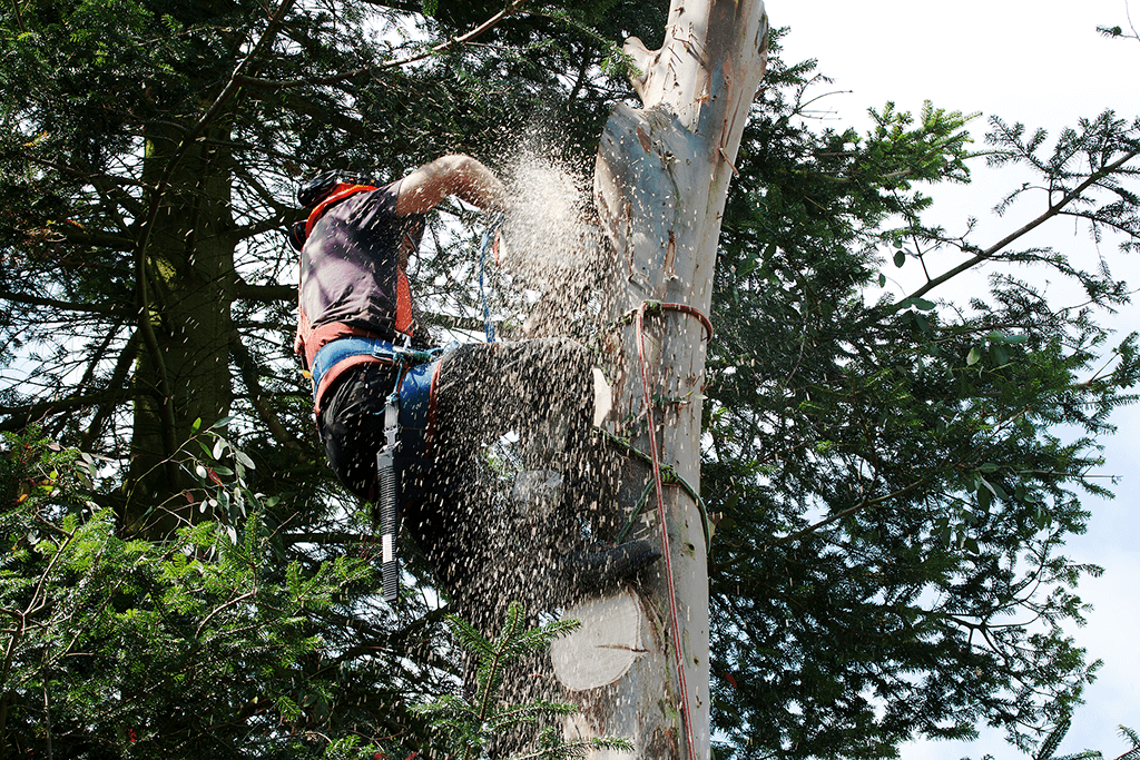 tree surgeon philadelphia pa