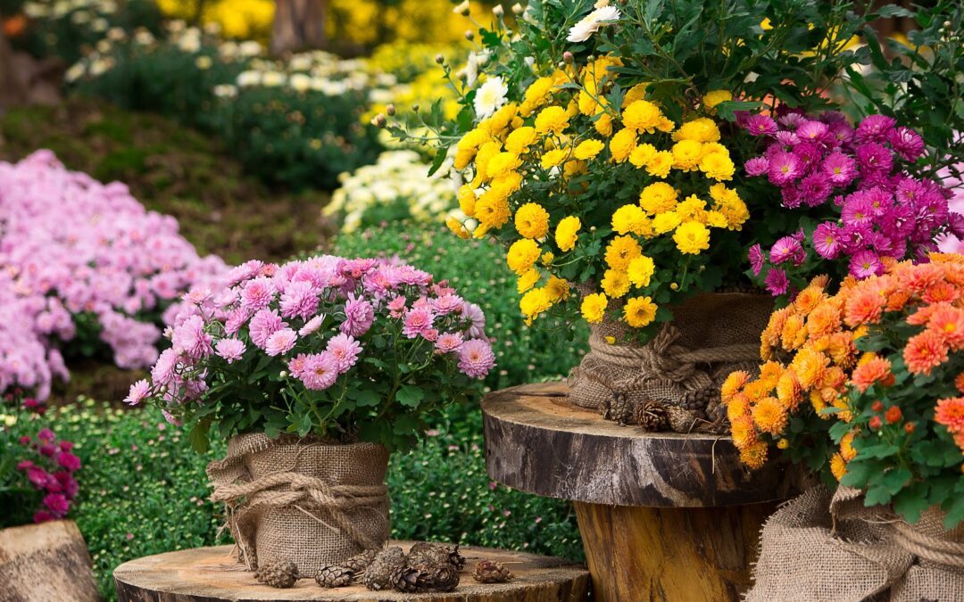 Make Your Fall Landscape Glow With These 5 Annual Plants