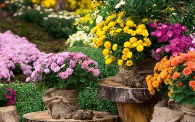 Make Your Fall Landscape Glow With These 5 Annual Plants