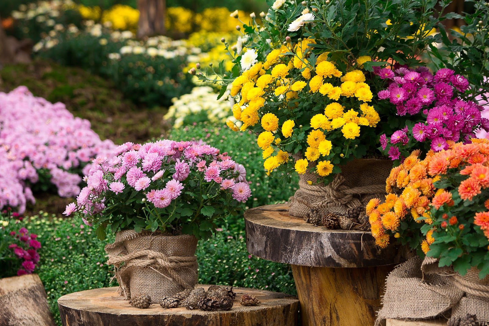 Make Your Fall Landscape Glow With These 5 Annual Plants
