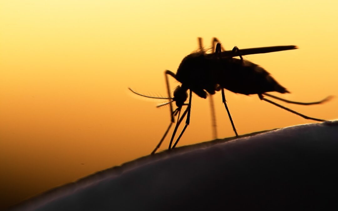 Summer Is Over, But The Mosquitoes Are Not. What Gives?