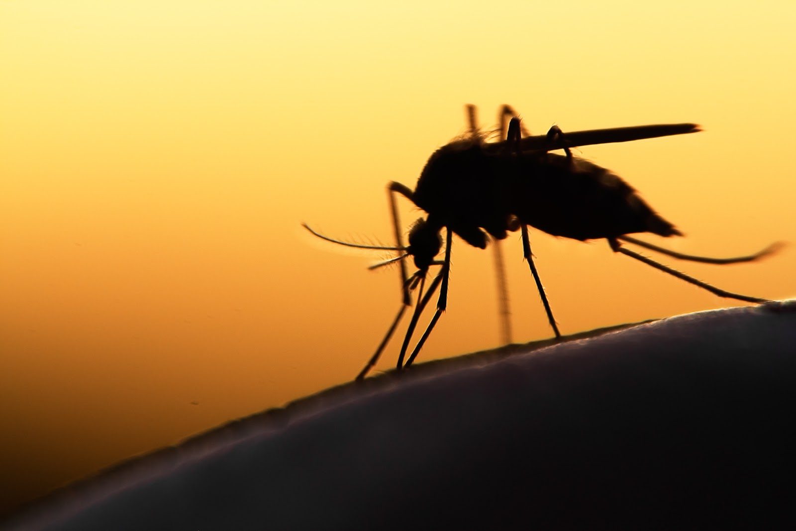Summer Is Over, But The Mosquitoes Are Not. What Gives?