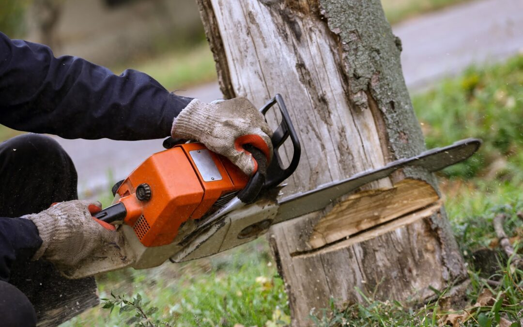 How to Know If a Tree on Your Property Needs to Be Cut Down