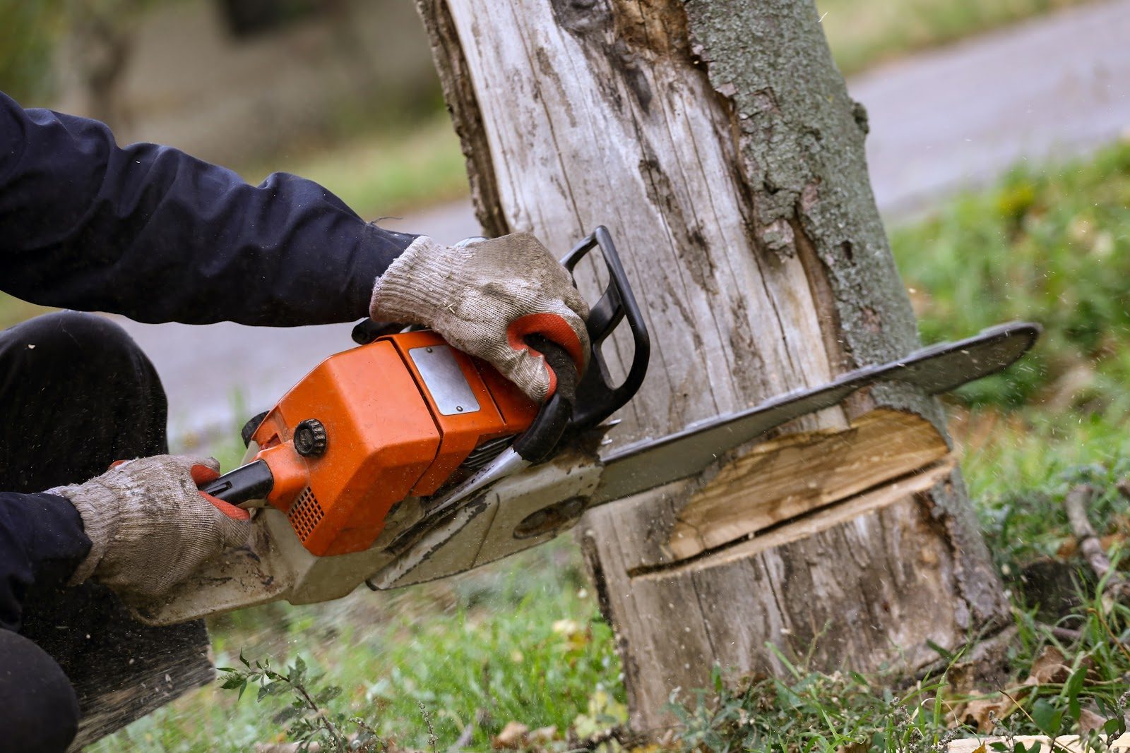 How to Know If a Tree on Your Property Needs to Be Cut Down
