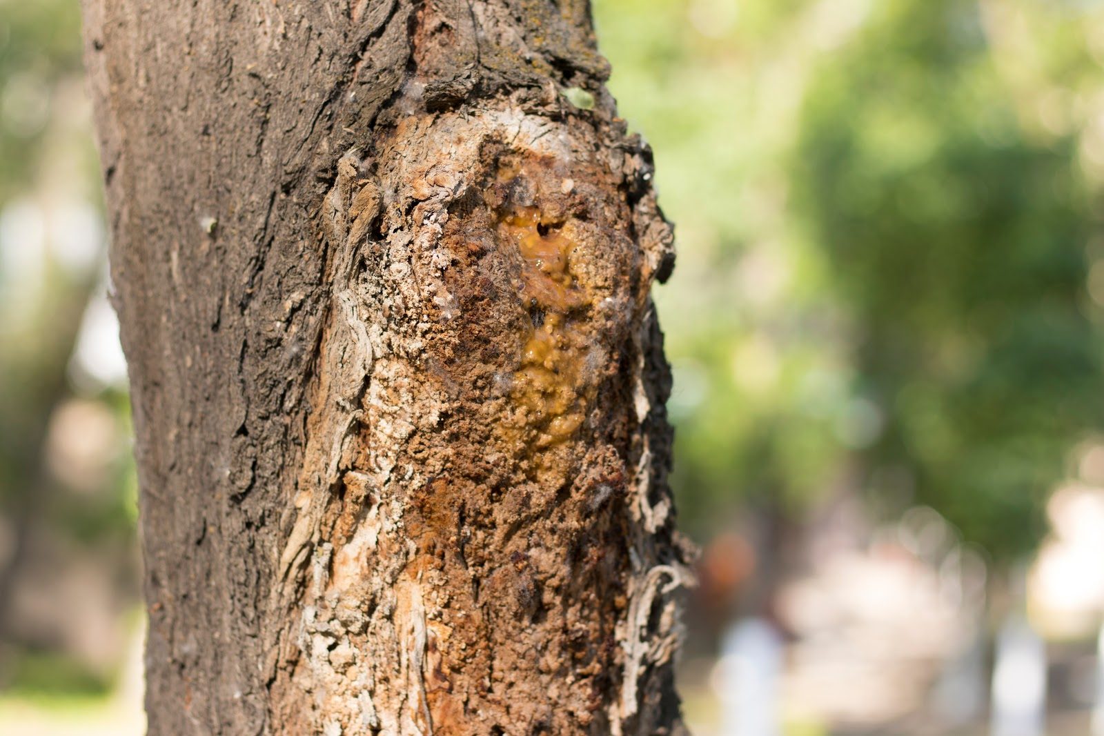 Can You Save A Dying Tree?