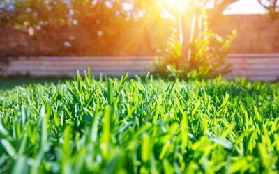 How Do I Get My Yard Ready For Spring?