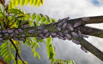 How We Manage Spotted Lanternflies