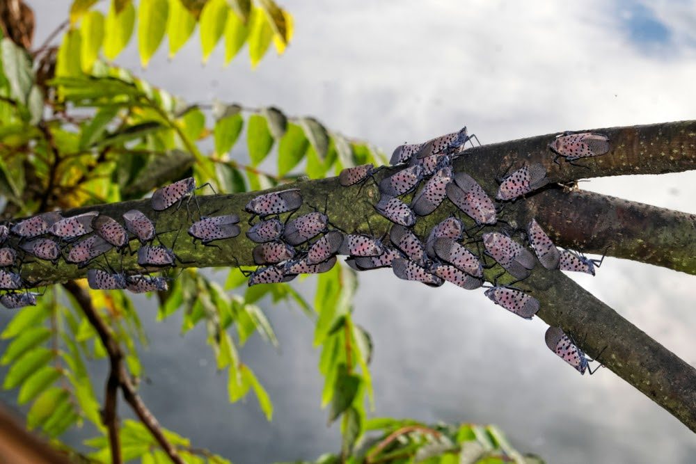 spotted lanternflies on a tree branch