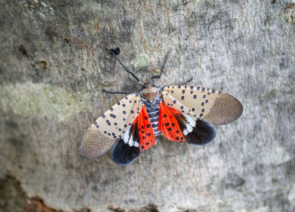 How Can You Protect Yourself and Your Property From Invasive Insect Species?