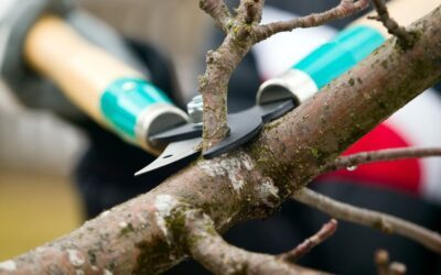 Why Should You Get You Trees Pruned in the Spring?