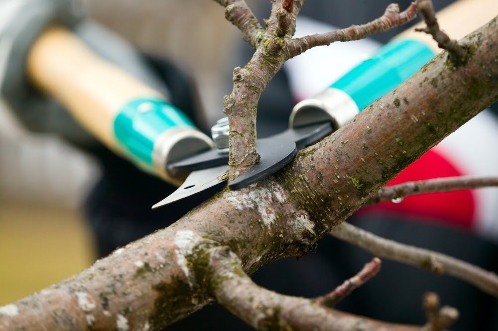 Why Should You Get You Trees Pruned in the Spring?