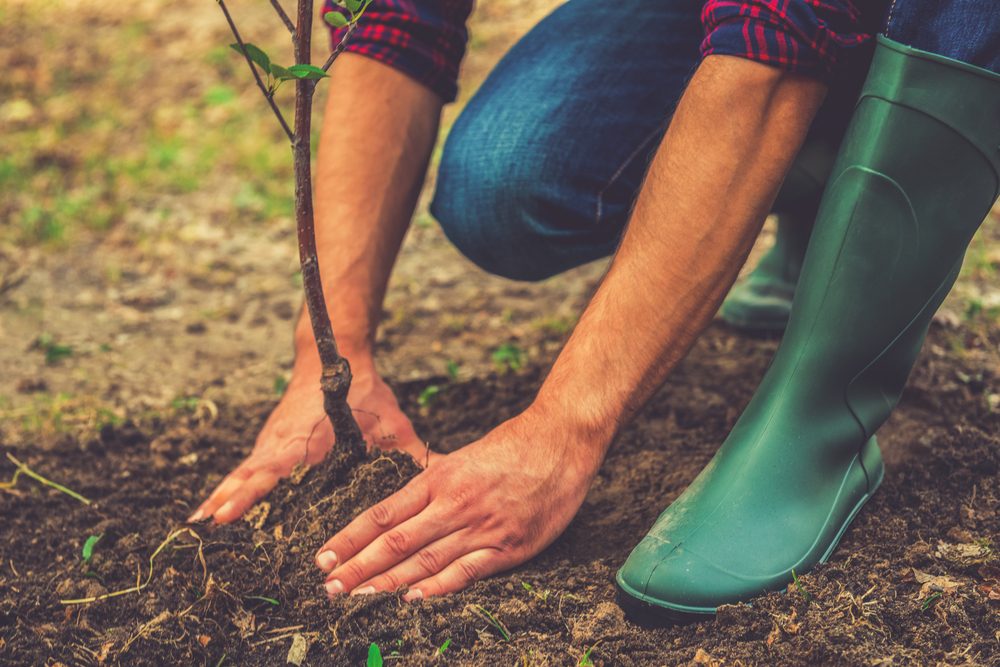 Should I Plant Trees in the Fall?